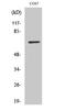 Protection Of Telomeres 1 antibody, A00696, Boster Biological Technology, Western Blot image 