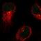 Cell Death Inducing P53 Target 1 antibody, PA5-61940, Invitrogen Antibodies, Immunofluorescence image 