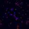 LCK Proto-Oncogene, Src Family Tyrosine Kinase antibody, MAB3704, R&D Systems, Immunofluorescence image 