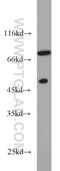 General Transcription Factor IIF Subunit 1 antibody, 10093-2-AP, Proteintech Group, Western Blot image 