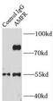 Autocrine Motility Factor Receptor antibody, FNab00358, FineTest, Immunoprecipitation image 