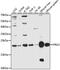 EMBP antibody, MBS129091, MyBioSource, Western Blot image 