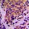 Eukaryotic Translation Initiation Factor 4E Binding Protein 1 antibody, LS-C353980, Lifespan Biosciences, Immunohistochemistry frozen image 