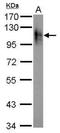 Atpalpha antibody, NBP2-42817, Novus Biologicals, Western Blot image 