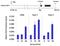 SIN3 Transcription Regulator Family Member A antibody, PA1-870, Invitrogen Antibodies, Chromatin Immunoprecipitation image 