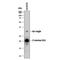 West Nile Virus NS3 Protease antibody, AF2907, R&D Systems, Western Blot image 