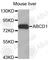 ATP Binding Cassette Subfamily D Member 1 antibody, A3724, ABclonal Technology, Western Blot image 