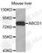 ABCD1 antibody, A3724, ABclonal Technology, Western Blot image 