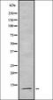 Small Nuclear Ribonucleoprotein D3 Polypeptide antibody, orb337602, Biorbyt, Western Blot image 