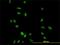 Cyclin-H antibody, H00000902-M01, Novus Biologicals, Immunofluorescence image 