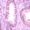 Streptococcus agalactiae antibody, MA1-91193, Invitrogen Antibodies, Immunohistochemistry frozen image 