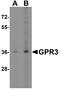 G Protein-Coupled Receptor 3 antibody, A07114, Boster Biological Technology, Western Blot image 