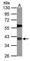 Ubiquitin Specific Peptidase 46 antibody, PA5-31074, Invitrogen Antibodies, Western Blot image 
