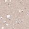 WD Repeat Domain 54 antibody, PA5-60298, Invitrogen Antibodies, Immunohistochemistry frozen image 