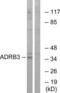 P26255 antibody, LS-C120555, Lifespan Biosciences, Western Blot image 