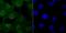 Ubiquitin Specific Peptidase 11 antibody, A05225, Boster Biological Technology, Immunocytochemistry image 