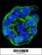 WT1 Interacting Protein antibody, 56-070, ProSci, Immunofluorescence image 