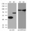 Argininosuccinate Synthase 1 antibody, MA5-27095, Invitrogen Antibodies, Western Blot image 