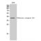 Olfactory Receptor Family 5 Subfamily I Member 1 antibody, LS-C385187, Lifespan Biosciences, Western Blot image 