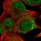 Transmembrane Protein 14A antibody, HPA072536, Atlas Antibodies, Immunofluorescence image 