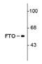 FTO Alpha-Ketoglutarate Dependent Dioxygenase antibody, ab92821, Abcam, Western Blot image 
