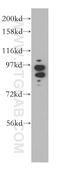 High affinity cAMP-specific and IBMX-insensitive 3 ,5 -cyclic phosphodiesterase 8A antibody, 13956-1-AP, Proteintech Group, Western Blot image 