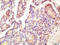 Diablo IAP-Binding Mitochondrial Protein antibody, 251661, Abbiotec, Immunohistochemistry paraffin image 