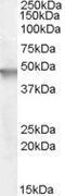 Paired mesoderm homeobox protein 1 antibody, 46-231, ProSci, Enzyme Linked Immunosorbent Assay image 