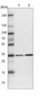 Malate Dehydrogenase 1 antibody, NBP1-89515, Novus Biologicals, Western Blot image 