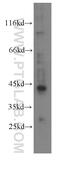 Retinoid X Receptor Alpha antibody, 60198-1-Ig, Proteintech Group, Western Blot image 