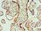 Angiomotin antibody, LS-C375207, Lifespan Biosciences, Immunohistochemistry frozen image 