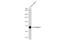 Perilipin 1 antibody, GTX634406, GeneTex, Western Blot image 