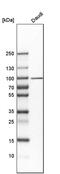 UFM1 Specific Ligase 1 antibody, PA5-56502, Invitrogen Antibodies, Western Blot image 