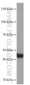 Fucosyltransferase 9 antibody, 60230-1-Ig, Proteintech Group, Western Blot image 