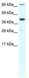 RNA Polymerase II Subunit B antibody, TA330550, Origene, Western Blot image 