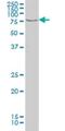 Testis Associated Actin Remodelling Kinase 2 antibody, H00010420-M01, Novus Biologicals, Western Blot image 