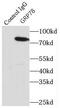 78 kDa glucose-regulated protein antibody, FNab03662, FineTest, Immunoprecipitation image 