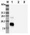 Resistin Like Beta antibody, orb376179, Biorbyt, Western Blot image 