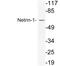 Netrin 1 antibody, LS-C291710, Lifespan Biosciences, Western Blot image 