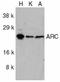 Myp antibody, LS-C1, Lifespan Biosciences, Western Blot image 