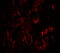 FOE antibody, 7799, ProSci, Immunofluorescence image 