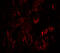 WAPL Cohesin Release Factor antibody, 7799, ProSci, Immunofluorescence image 