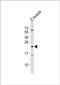 Transmembrane Protein 208 antibody, PA5-72227, Invitrogen Antibodies, Western Blot image 