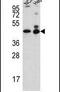 Actin Like 6B antibody, PA5-25247, Invitrogen Antibodies, Western Blot image 