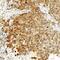 BCL2 Associated Athanogene 2 antibody, NB100-56087, Novus Biologicals, Immunohistochemistry paraffin image 