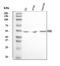 Forkhead Box G1 antibody, A01852-2, Boster Biological Technology, Western Blot image 