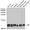 Macrophage Migration Inhibitory Factor antibody, A1391, ABclonal Technology, Western Blot image 