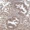 Cysteine Rich Protein 3 antibody, NBP1-88762, Novus Biologicals, Immunohistochemistry frozen image 