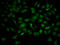 Tyrosine 3-Monooxygenase/Tryptophan 5-Monooxygenase Activation Protein Beta antibody, LS-C331210, Lifespan Biosciences, Immunofluorescence image 