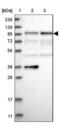 DAB Adaptor Protein 2 antibody, NBP2-33915, Novus Biologicals, Western Blot image 